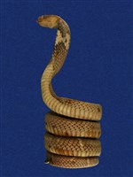 藏品(眼鏡蛇)的圖片